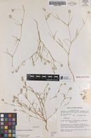 Holotype of Gomphrena connata J.Palmer [family AMARANTHACEAE]