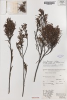 Isotype of Acacia boormanii Maiden [family MIMOSACEAE]