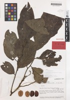 Isotype of Elattostachys goropuensis Adema [family SAPINDACEAE]