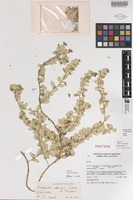Isotype of Omegandra kanisii G.J.Leach & C.C.Towns. [family AMARANTHACEAE]