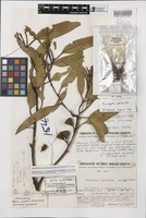 Holotype of Eucalyptus pterocarpa C.A.Gardner ex P.J.Lang [family MYRTACEAE]