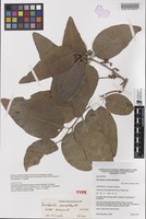 Holotype of Eucalyptus apodophylla subsp. provecta Brooker & Kleinig [family MYRTACEAE]