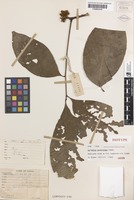 Isotype of Harpullia longipetala Leenh. [family SAPINDACEAE]