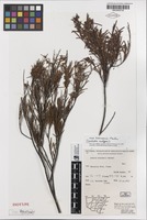 Isotype of Acacia boormanii Maiden [family MIMOSACEAE]