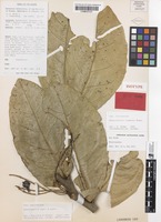Isotype of Rhysotoechia congesta Etman [family SAPINDACEAE]