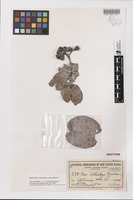 Isotype of Eucalyptus shirleyi Maiden [family MYRTACEAE]