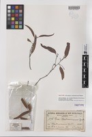 Isotype of Eucalyptus umbrawarrensis Maiden [family MYRTACEAE]