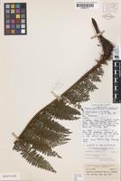 Isotype of Cyathea hooglandii Holttum [family CYATHEACEAE]