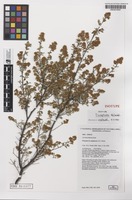 Isotype of Pomaderris subplicata N.G.Walsh [family RHAMNACEAE]