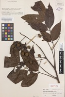 Isotype of Alectryon myrmecophilus Leenh. [family SAPINDACEAE]