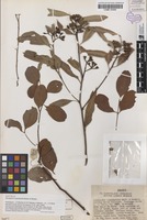 Isotype of Eucalyptus orgadophila Maiden & Blakely [family MYRTACEAE]
