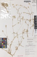 Holotype of Gomphrena arida J.Palmer [family AMARANTHACEAE]