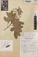 Isotype of Flindersia brassii T.G.Hartley & B.Hyland [family RUTACEAE]