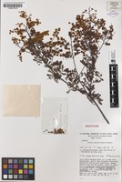 Isotype of Acacia chinchillensis Tindale [family MIMOSACEAE]