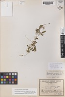 Isotype of Erodium aureum Carolin [family GERANIACEAE]