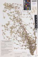 Holotype of Gomphrena floribunda J.Palmer [family AMARANTHACEAE]