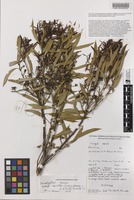 Isotype of Eucalyptus horistes L.A.S.Johnson & K.D.Hill [family MYRTACEAE]