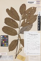 Isotype of Cupaniopsis rhytidocarpa Adema [family SAPINDACEAE]