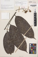Isotype of Alectryon myrmecophilus Leenh. [family SAPINDACEAE]