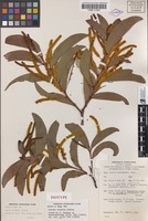 Isotype of Acacia cretata Pedley [family FABACEAE]