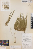 Isotype of Dysphania kalpari Paul G.Wilson [family CHENOPODIACEAE]