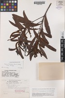 Isolectotype of Acacia glaucescens var. leiocalyx Domin [family FABACEAE]
