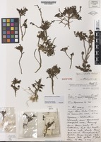 Isotype of Coprosma niphophila Orchard [family RUBIACEAE]