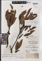 Isosyntype of Eucalyptus dumosa var. conglobata R.Br. ex Benth. [family MYRTACEAE]