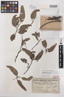 Isotype of Eucalyptus jensenii Maiden [family MYRTACEAE]