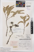 Holotype of Eucalyptus pontis D.J.Carr & S.G.M.Carr [family MYRTACEAE]