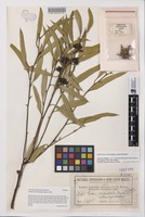 Isotype of Eucalyptus rigidula Maiden [family MYRTACEAE]
