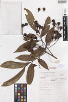 Isotype of Mischocarpus macrocarpus S.T.Reynolds [family SAPINDACEAE]
