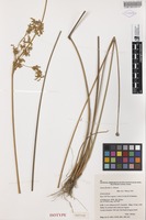 Isotype of Juncus flavidus L.A.S.Johnson [family JUNCACEAE]