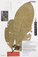 Isotype of Rhysotoechia etmanii W.N.Takeuchi [family SAPINDACEAE]