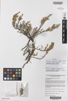 Isotype of Tecticornia annelida K.A.Sheph. & M.Lyons [family CHENOPODIACEAE]