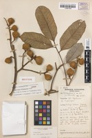 Isotype of Cupaniopsis rhytidocarpa Adema [family SAPINDACEAE]