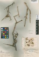 Holotype of Schinus marchandii F. A. Barkley [family ANACARDIACEAE]