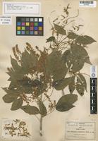Isotype of Thouinia acuminata S. Watson [family SAPINDACEAE]