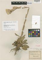 Isotype of Oenothera hookeri Torr. & A. Gray var. angustifolia R. R. Gates [family ONAGRACEAE]