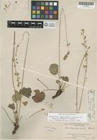 Holotype of Heuchera parvifolia Nutt. ex Torr. & A. Gray var. arizonica Rosendahl, Butters & Lakela [family SAXIFRAGACEAE]