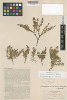 Holotype of Glaux acutifolia A. Heller [family PRIMULACEAE]