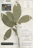 Isotype of Esenbeckia feddemae Kaastra [family RUTACEAE]