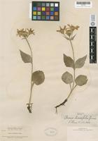 Isotype of Arnica diversifolia Greene [family ASTERACEAE]