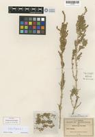 Isotype of Dondia mexicana Standl. [family CHENOPODIACEAE]