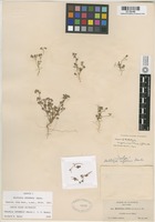Isotype of Miltitzia inyoensis J. F. Macbride [family HYDROPHYLLACEAE]