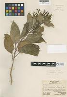 Isotype of Lobelia parvidentata L. O. Williams [family LOBELIACEAE]