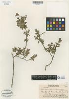 Isotype of Hedyotis degeneri Fosberg [family RUBIACEAE]