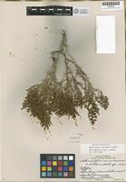 Isotype of Allenrolfea mexicana Lundell [family CHENOPODIACEAE]
