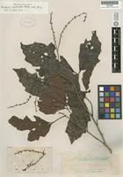 Isotype of Allophylus leptocladus Radlkofer [family SAPINDACEAE]