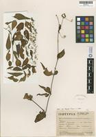 Isotype of Alternanthera altacruzensis Suess. [family AMARANTHACEAE]